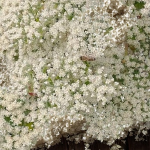 California Buckwheat Seeds | Mojave Native Wildflower – Free Shipping