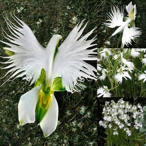 Japanische Radiata Weißer Reiher Orchideensamen 50 Stück - Seltene Elegante Blumen