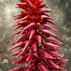 5 semillas de Melianthus Major / Arbusto de miel exótico / Arbusto gigante fragante