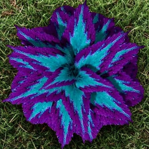 Coleus Seeds Mix | 60 Colorful Ornamental Plant Seeds for Garden