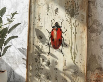 Botaniczny nadruk z biedronką w stylu vintage | Ilustracja naukowa z biedronką siedmiokropną | Oznakowana sztuka ścienna z owadami i roślinami