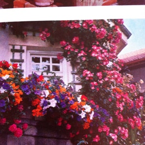 May include: A white building with a window covered in pink and white flowers. The flowers are climbing up the side of the building. There are also some other flowers in a pot on the windowsill.