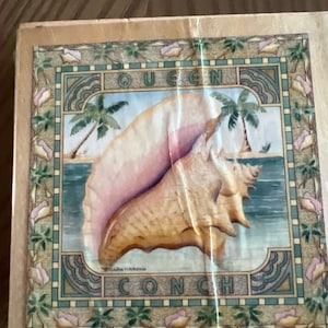 May include: A vintage illustration of a Queen Conch shell with a pink and brown color scheme. The shell is surrounded by palm trees and a blue ocean. The text "Queen Conch" is written in a decorative font.