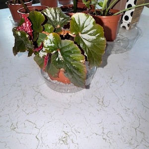 Red Begonia