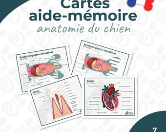 Lernkarten, Hundeanatomie, Französisch, Tierarzt, Tiergesundheitstechniker – zum Ausdrucken