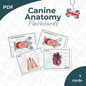 Peut inclure: Cartes mémoire d'anatomie canine avec des schémas du tube digestif, d'une dent et du cœur. Les cartes sont étiquetées avec des termes anatomiques. Un porte-clés en forme d'os de chien Union Jack est en arrière-plan. Le texte "7 cartes" est en bas à droite.