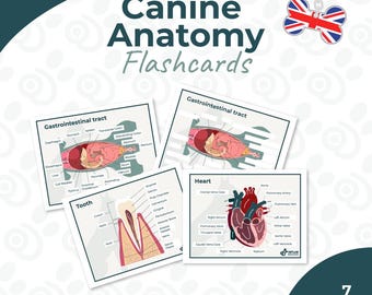 Veterinärmedizinische Lernkarten zur Hundeanatomie