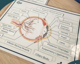 Anatomie des Auges – Druckbare Lernaktivität