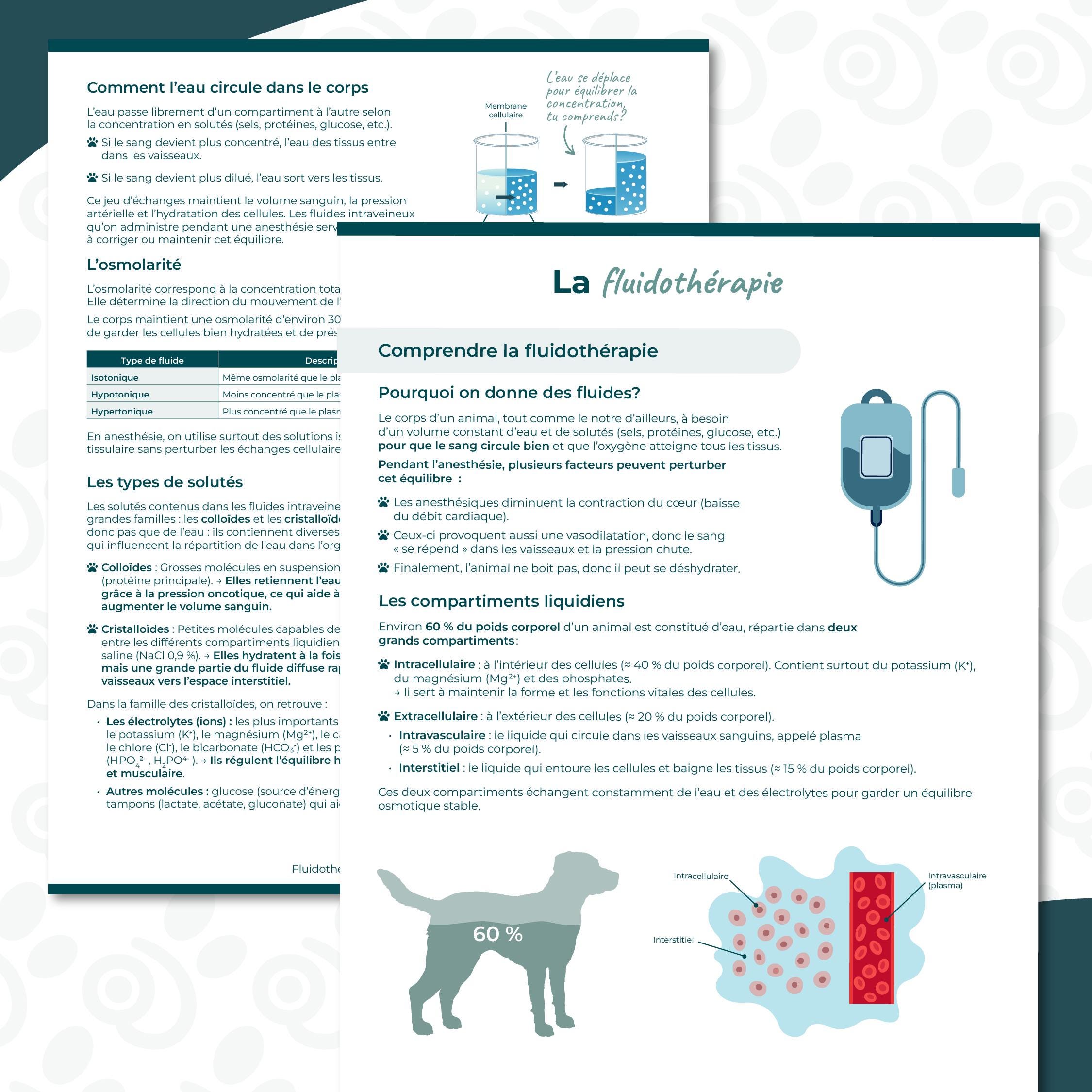 PDF - 犬と猫のための獣医用輸液療法ガイド | フランス語 - Etsy 日本