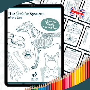 Könnte beinhalten: Digitale Illustration des Skelettsystems eines Hundes mit detaillierten Knochendiagrammen und dem Text "The Skeletal System of the Dog". Das Bild enthält den Text "23 pages Theory + exercises" und das Vetlab Studio-Logo. Farbstifte sind im Hintergrund zu sehen.