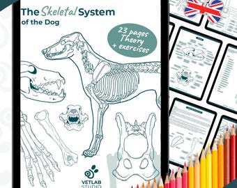 Malvorlage zur Skelettanatomie des Hundes - Englisch