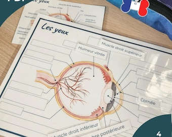 Arbeitsblatt zum Ausdrucken – Anatomie des Auges