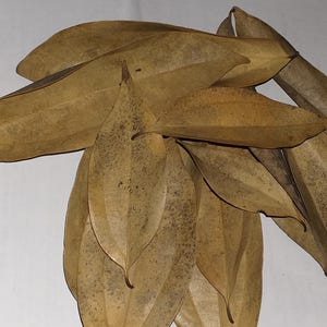 Puede incluir: Un conjunto de hojas de laurel secas, que muestran varios tonos marrones. Las hojas tienen una superficie texturizada y una forma puntiaguda, con algunas que muestran manchas más oscuras. Están dispuestas sobre una superficie blanca.