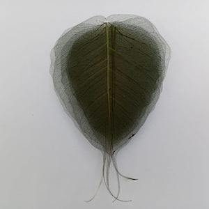 Puede incluir: Una sola hoja verde oscuro con delicadas venas transparentes, sobre un fondo blanco. Los bordes de la hoja están ligeramente arrugados y tiene un tallo con finos y tenues zarcillos. La forma de la hoja recuerda a un corazón.