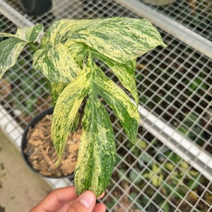 Amydrium Zippelianum - Etsy
