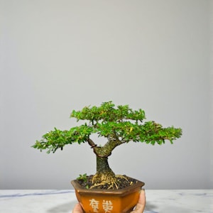 May include: A bonsai tree with vibrant green foliage and a textured brown trunk is displayed in a square, orange-brown pot. The pot has Chinese characters on it. The tree is held by a hand against a light gray background.