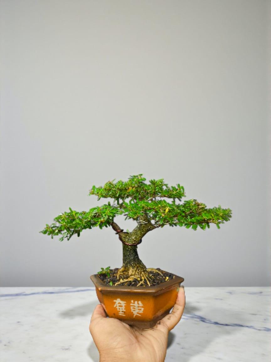 Shito Bonsai - Etsy