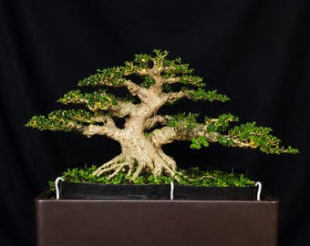 May include: A bonsai tree with a thick, textured, light-colored trunk and spreading branches covered in small green leaves. The tree is planted in a rectangular, dark brown ceramic pot with visible soil and small green ground cover plants.