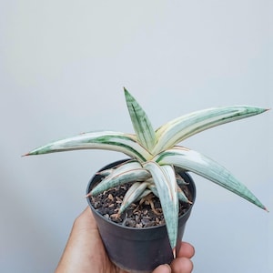 Könnte beinhalten: Eine Topf-Sansevieria-Pflanze, auch bekannt als Bogenhanf, mit langen, spitzen Blättern. Die Blätter sind eine Mischung aus Weiß, Grün und Hellblau mit rötlich-braunen Rändern. Die Pflanze befindet sich in einem kleinen schwarzen Plastiktopf.