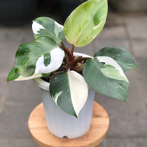 Philodendron white knight - Etsy 日本