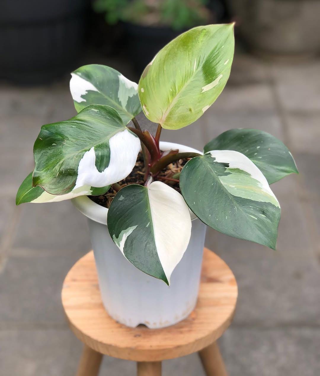Philodendron white knight - Etsy 日本