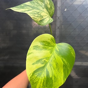 Monstera aurea tricolor brokig marmorata monstera - inomhus- och utomhusväxt aroid tropisk krukväxt ny växt