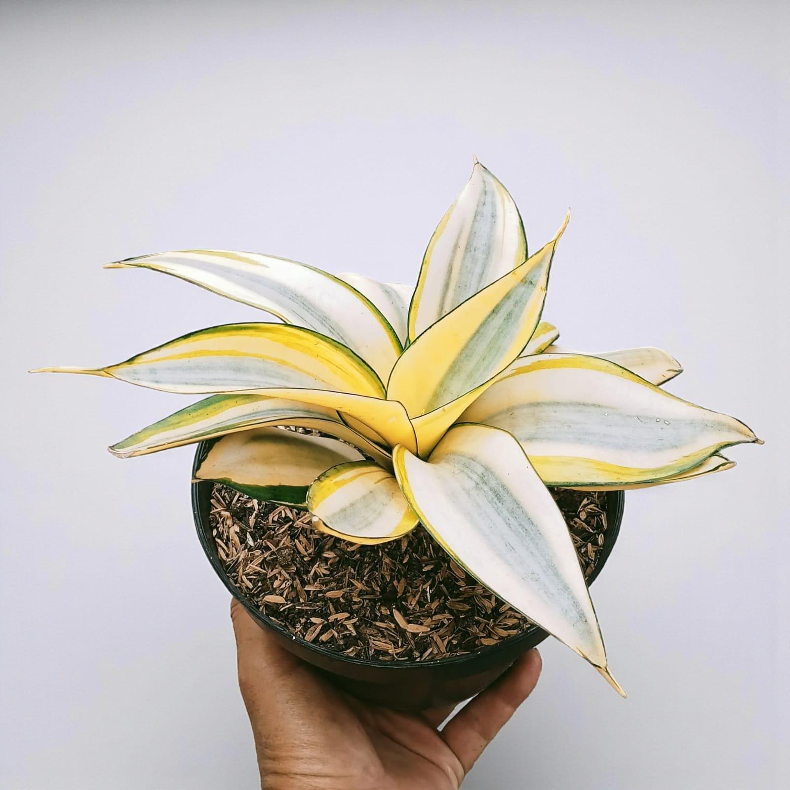 Sansevieria Splash Rose Snake Plant - Indoor & Outdoor Plant Aroid