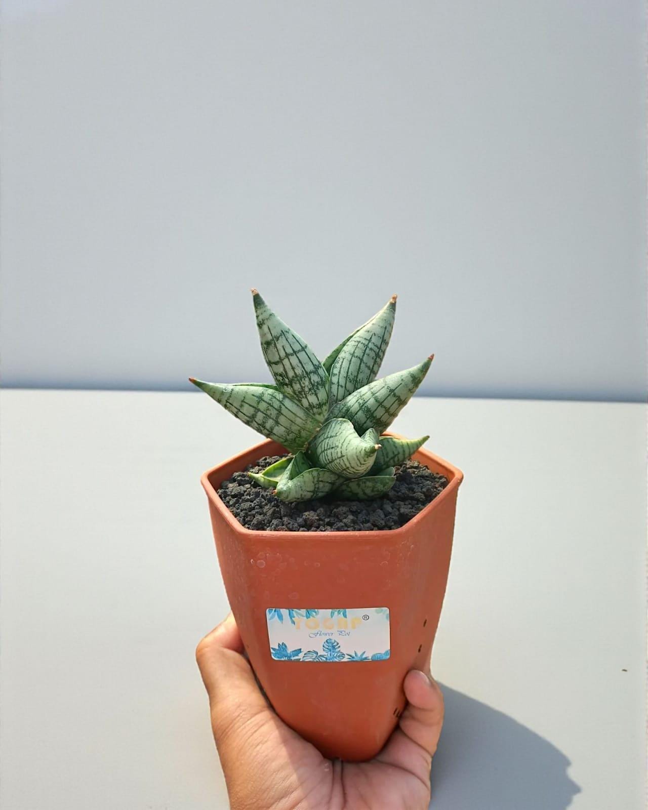 Hybrid sansevieria - Etsy 日本