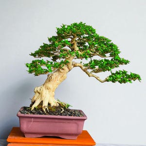 May include: A bonsai tree with vibrant green leaves and a light brown trunk. The tree is planted in a rectangular, reddish-purple pot, which sits on a wooden stand. The background is a plain, light gray.