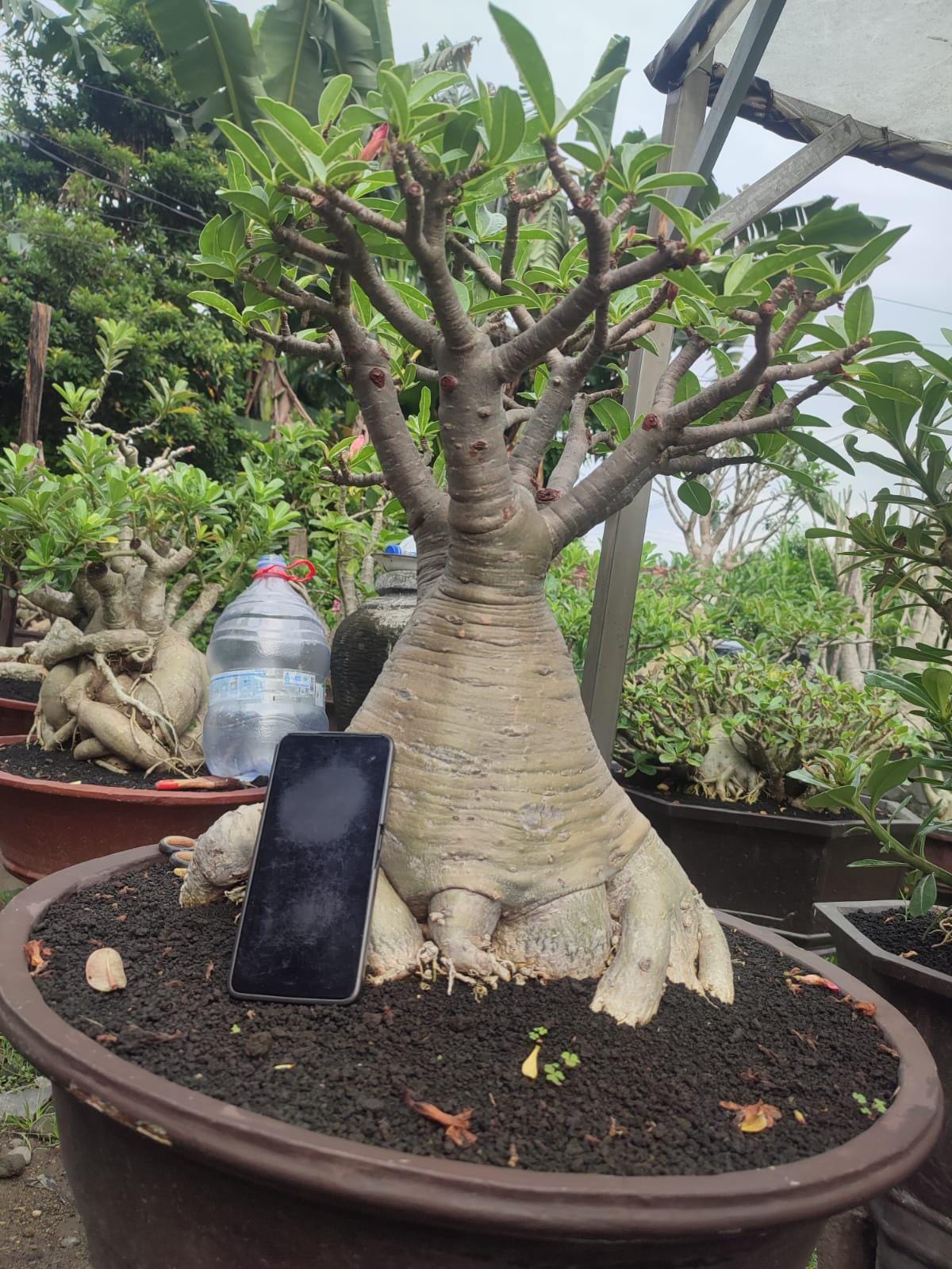 Bonsai baobab - Etsy.de