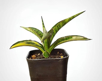 Sansevieria bandidos, planta serpiente variegada - planta de interior y exterior, aroide, planta tropical de interior, nueva planta