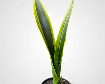 Sansevieria Lillian true laurentii oil plastik snake plant - indoor & outdoor plant aroid tropical house plant new plant