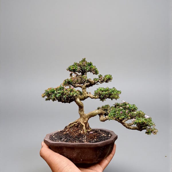 May include: A small bonsai tree in a brown ceramic pot. The tree has green foliage and a gnarled, brown trunk. The pot is held in a hand against a gray background. The bonsai is a miniature tree, a form of living art.