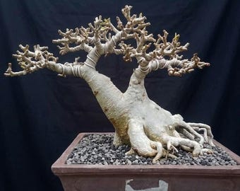 Adenium bonsai character - Adenium bonsai tree obesum arabicum solmalen godji rcn