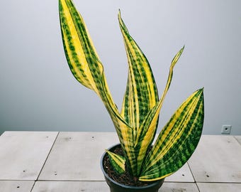 Sansevieria futurata America gold variegated snake plant - indoor & outdoor plant aroid tropical house plant new plant