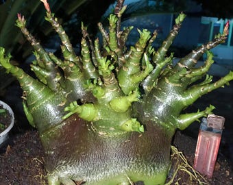 Adenium arabicum godji piel negra - Adenium bonsai tree obesum arabicum solmalen godji rcn