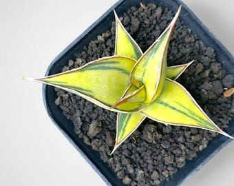 Sansevieria pinguicula aurea variegada, planta serpiente - planta de interior y exterior, aroide, planta tropical de interior, nueva planta