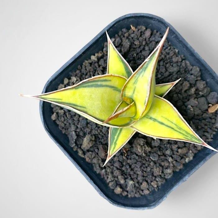 sansevieria futura robusta Sansevieria 'Futura Robusta'