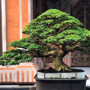 Premna Microphylla Bonsai Tree - Nytt tropiskt bonsaiträd i naturlig stil