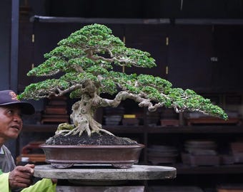 Premna Microphylla Bonsai Tree - Natural Style nuevo árbol bonsái tropical