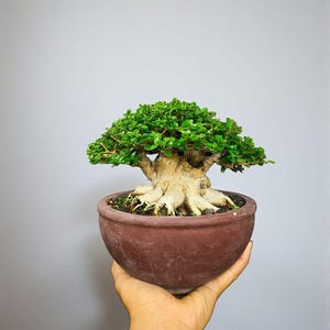 Puede incluir: Un pequeño bonsái con hojas verdes vibrantes y un tronco grueso y texturizado. El árbol está plantado en una maceta redonda de cerámica marrón. El bonsái se sostiene en una mano sobre un fondo gris.
