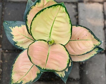 Aglaonema Kochin Brown Rare Plant - Indoor & Outdoor Plant Aroid