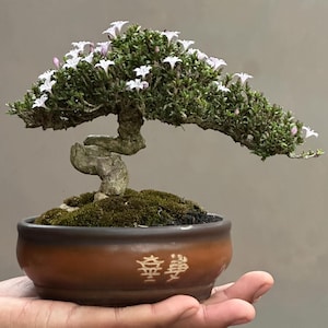 Könnte beinhalten: Ein Bonsai-Baum mit einem gebogenen Stamm und einem Blätterdach aus grünen Blättern und kleinen weißen Blüten. Der Baum ist in einem braunen Keramiktopf mit chinesischen Schriftzeichen gepflanzt. Der Topf steht auf einem Bett aus grünem Moos.