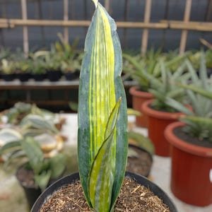 Sansevieria Dragon King - Etsy