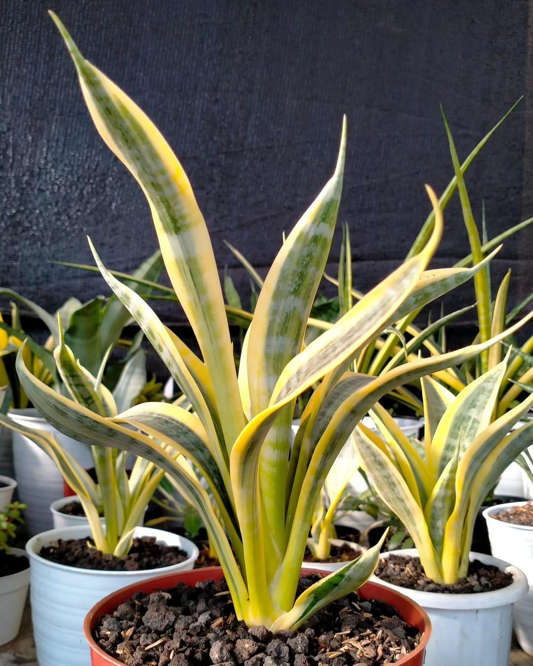 Sansevieria Trifasciata Yellow Thirve Variegated Snake Plant