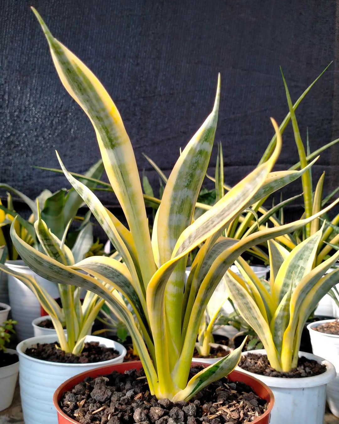 Variegated Sansevieria - Etsy