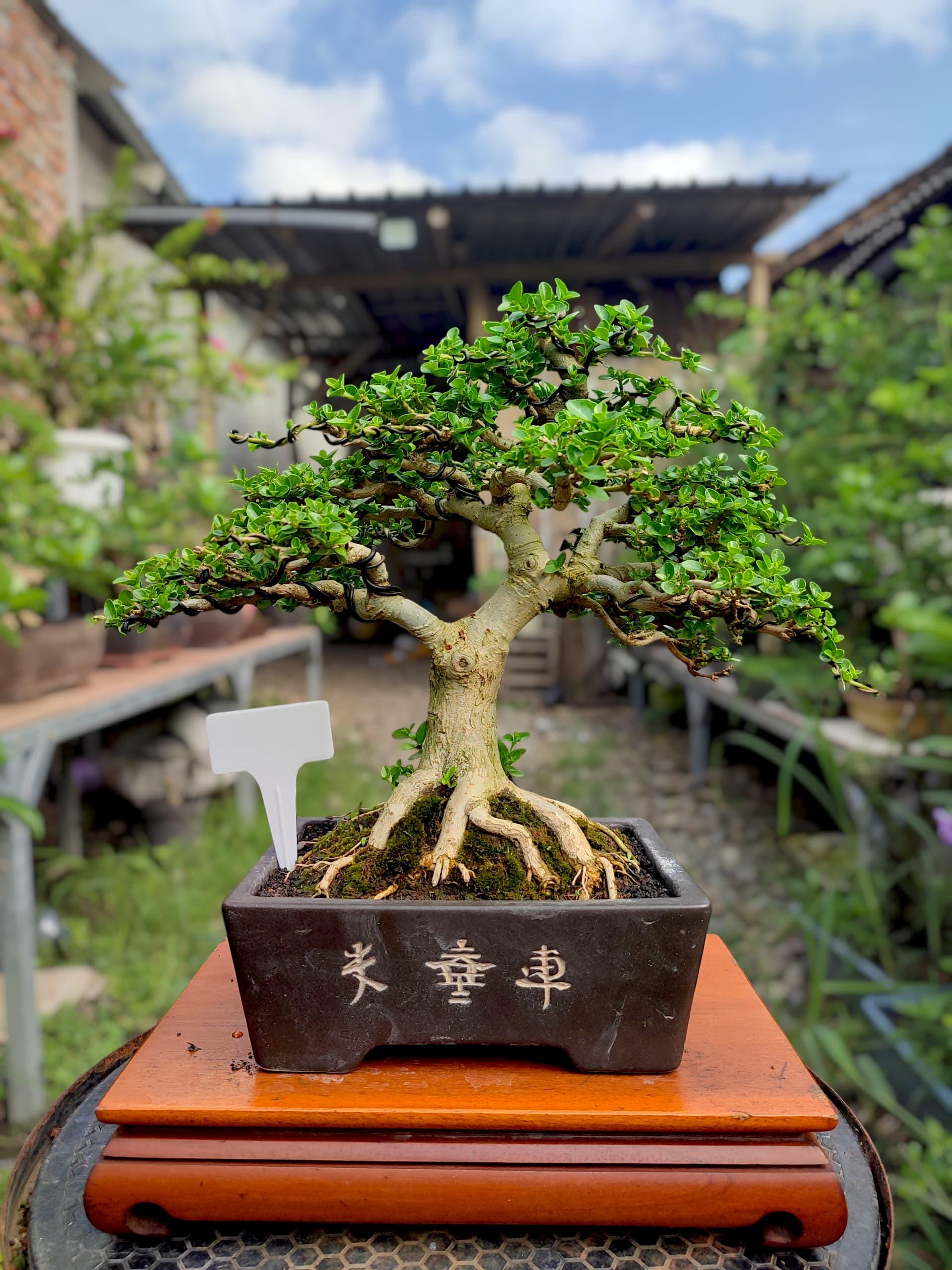 Premna Microphylla Bonsai Tree - Natural Style New Bonsai Tropical