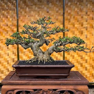 Op de afbeelding: Een bonsai-boom in een bruine rechthoekige pot, geplaatst op een gesneden houten standaard. De boom heeft een knoestige stam en takken met kleine groene bladeren. De achtergrond is een geweven bamboe patroon.