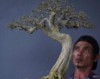以下が含まれることがあります： 太い幹と丁寧に形作られた枝を持つ、成熟した盆栽。木は、暗い土で満たされた長方形の茶色の鉢に植えられています。枝は形を保つためにワイヤーで固定されています。