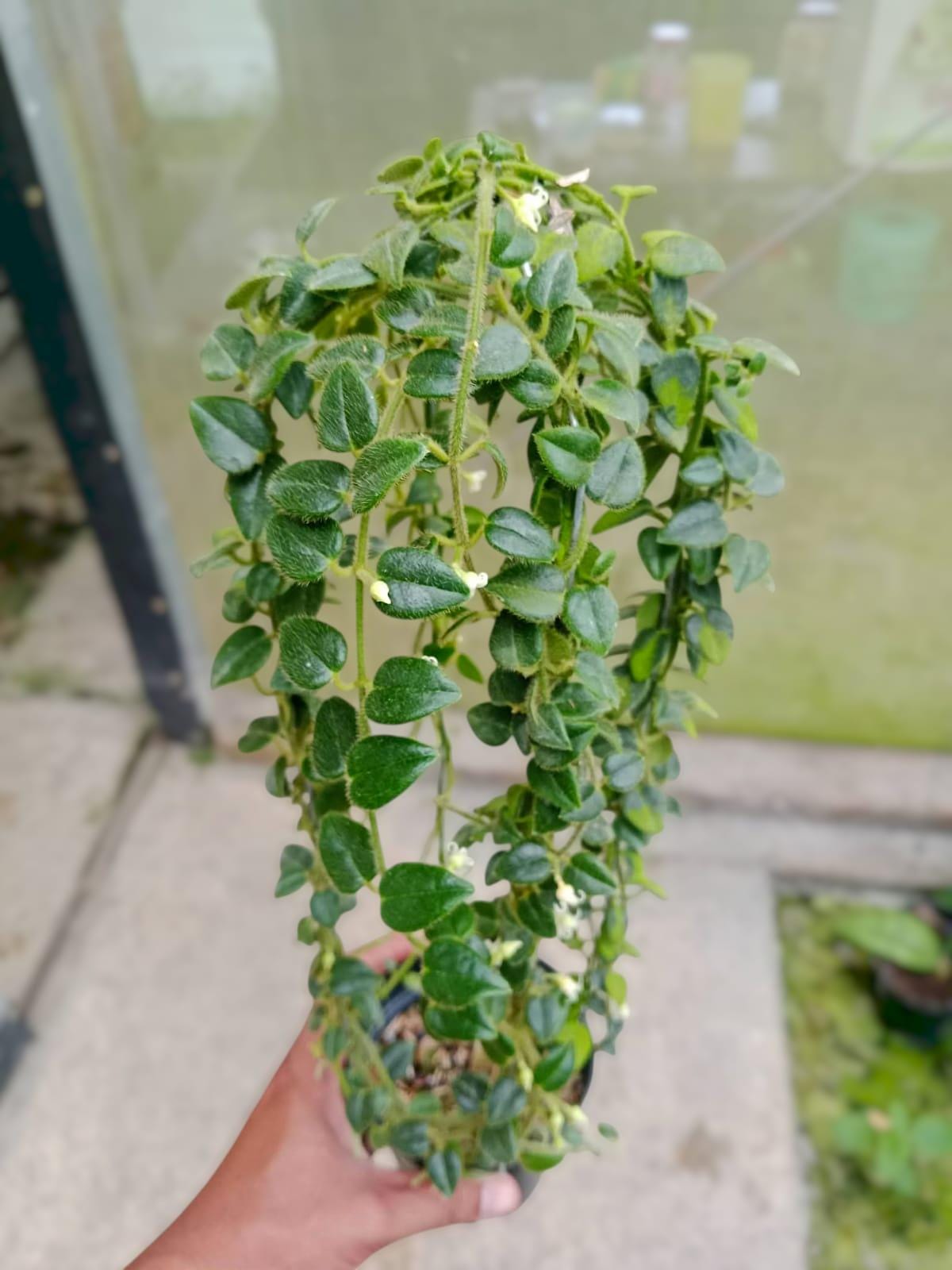 Hoya Mamasa Sp Papua / Hoya Mini Papua - Indoor & Outdoor Plant